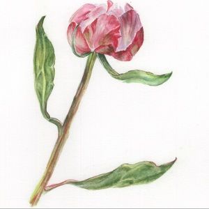 Peony Floral Print : 8x10